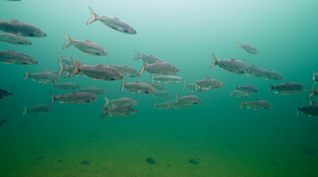 All Too Clear: Beneath the Surface of the Great Lakes